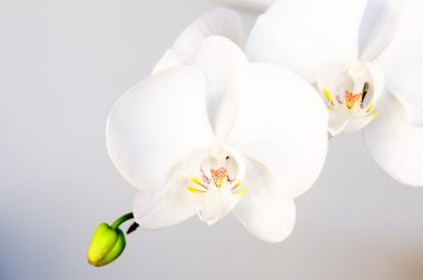 White orchid clipart