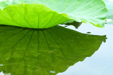 Lotus leaf with reflection clipart