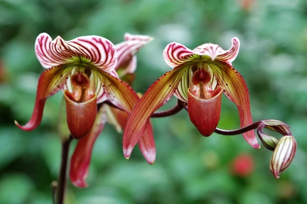Zapatilla dama rosa (orquídea ) — Foto de Stock