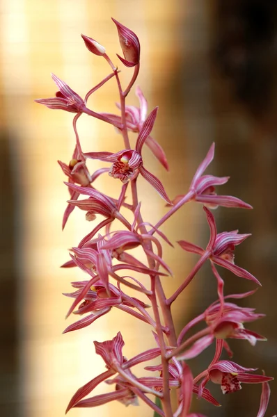 Rosa orkideer – stockfoto