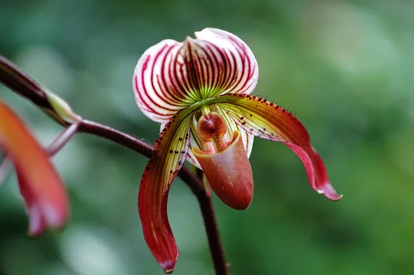Piros lady papucs (orchidea) — Stock Fotó