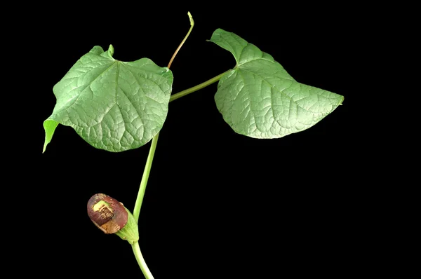 stock image Growing bean