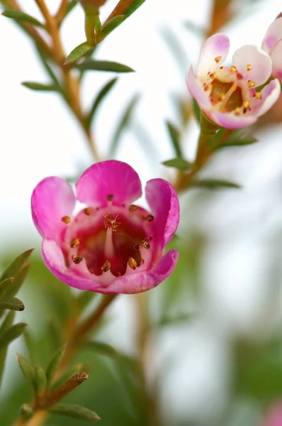 stock image Pink flowers