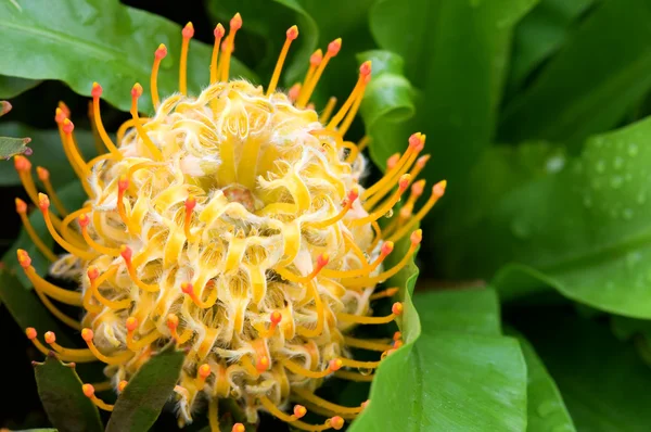 Gelb blühendes Protea Nadelkissen — Stockfoto