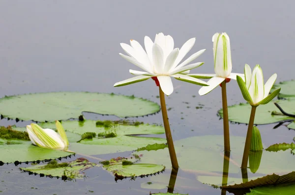 White water lilies — Stock Photo, Image