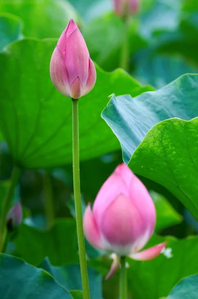 The lotus flower and bud — Stock Photo, Image