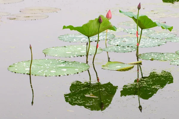 Lotus bud and leaf — Stock Photo, Image