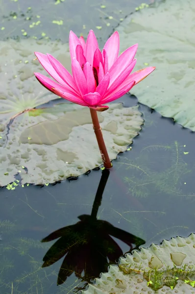 粉红水百合 — 图库照片
