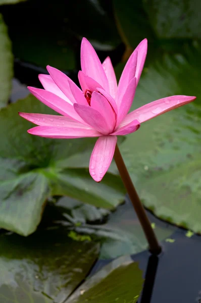 Pink water lily Royalty Free Stock Photos