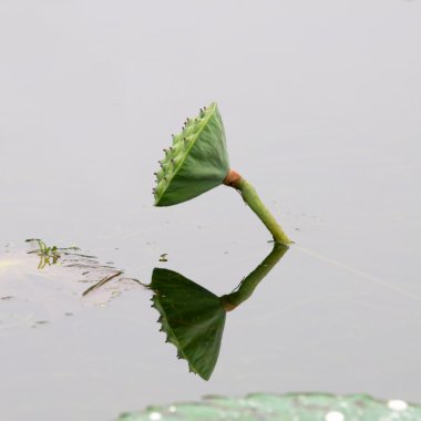 lotus tohum başı