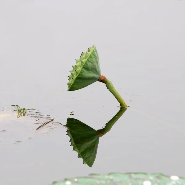 Cabeza de semilla de loto — Foto de Stock
