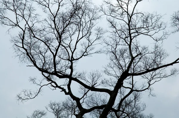 stock image Abstract tree branches