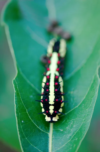 蛾の毛虫 — ストック写真