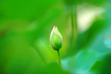 Abstract green of lotus bud clipart