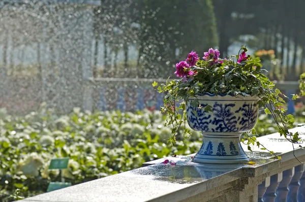 Pots of flowers — Stock Photo, Image