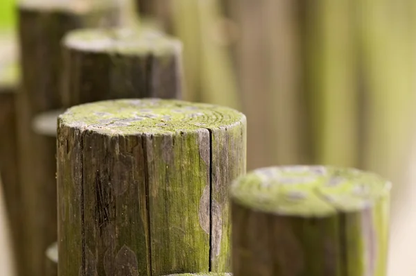 Линия деревянных балок — стоковое фото