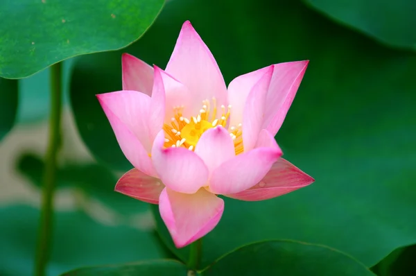 Florecimiento de flor de loto — Foto de Stock