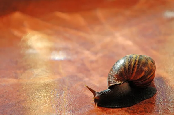 Snail over orange tile — Stock Photo, Image