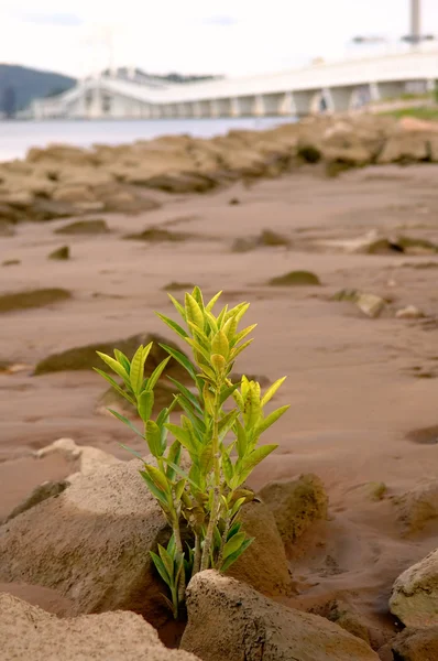 Pianta che cresce in spiaggia — Foto Stock