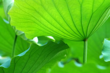 Lotus leaves clipart