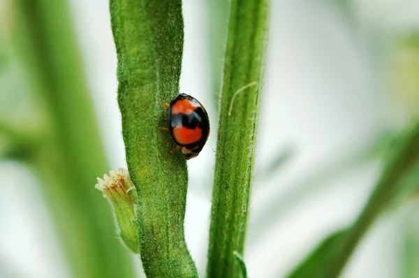 Ladybird walking on stem — Stock Photo, Image