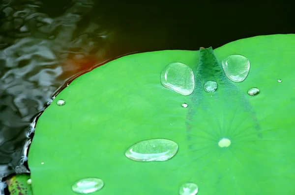 Water drops on lotus pad (leaf) — Stock Photo, Image