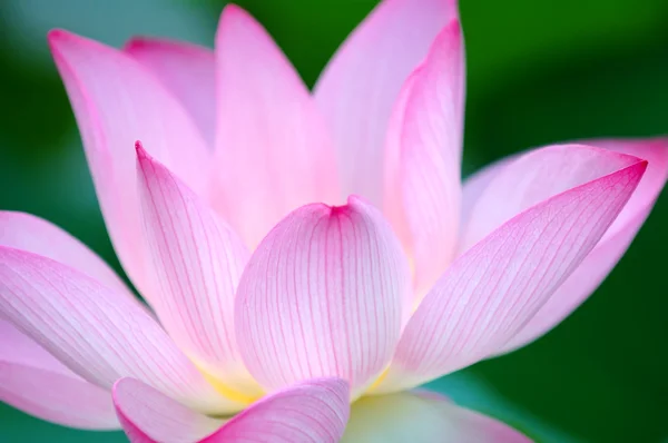 Detailní záběr na kvetoucí lotus flower — Stock fotografie