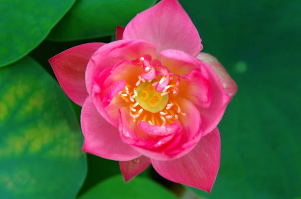 Lotusblomst i toppen – stockfoto