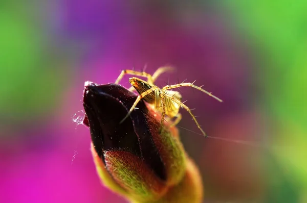 Lynx spider and (flower) bud — Stock Photo, Image