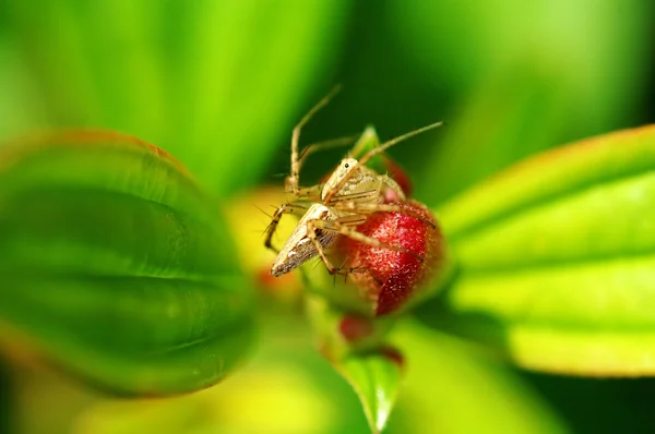 Aranha de lince com florzinha — Fotografia de Stock
