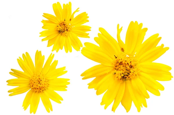 Yellow marguerite — Stock Photo, Image