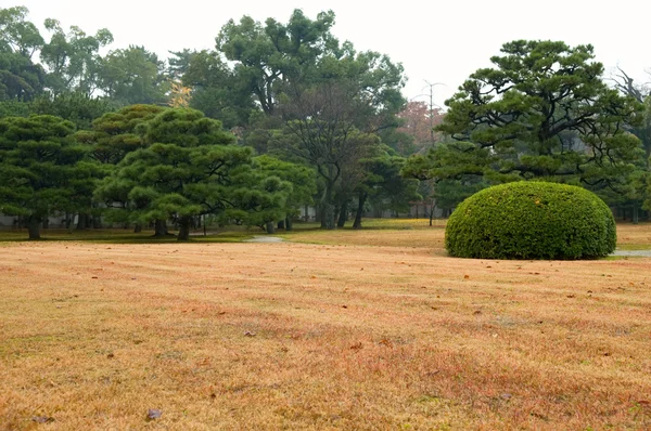 Trawnik i bush — Zdjęcie stockowe