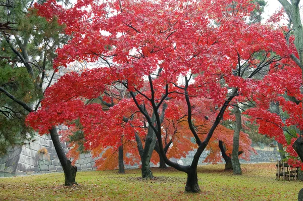 Red maple trees in city park — Stock Photo, Image