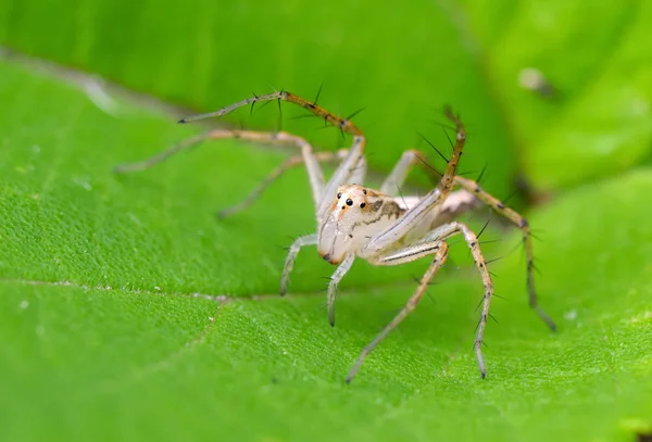 Lynx spider on plant — Stock Photo, Image