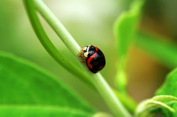 Black ladybird — Stock Photo, Image