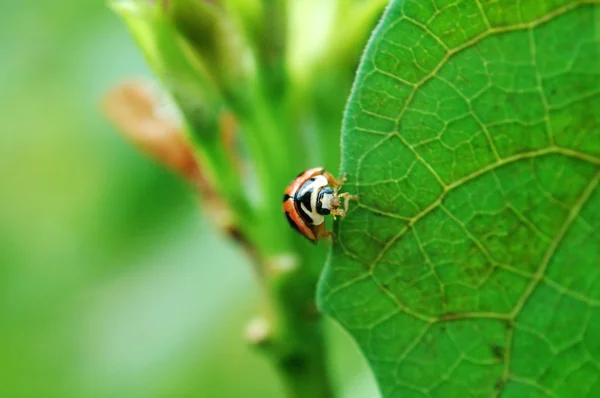 Ladybird står på kanten av blad — Stockfoto
