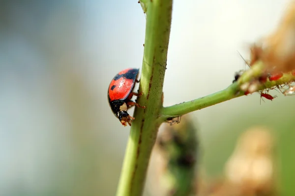 Lieveheersbeestje lopen op stam van plant — Stockfoto