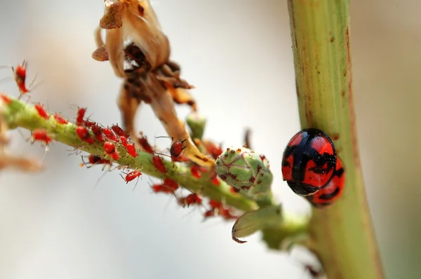 Scen av ladybird och bladlöss — Stockfoto