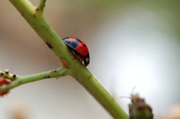 A climbing ladybird — Stock Photo, Image