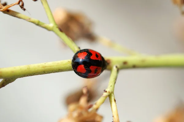 Ladybird and stem — Stock Photo, Image