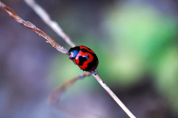 Climbing ladybird along a plant stem — Stock Photo, Image