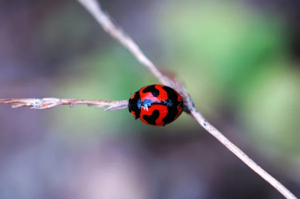 Ladybird ot bir sap üzerinde — Stok fotoğraf
