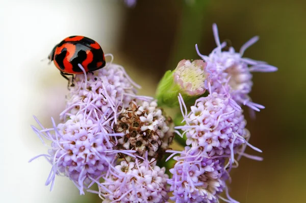 Lieveheersbeestje op paarse bloem — Stockfoto