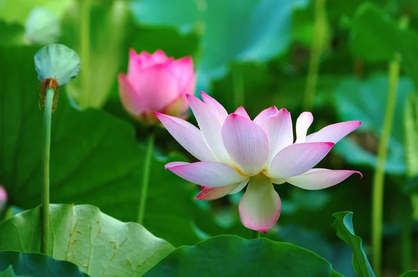 Lotusbloemen en zaad hoofd — Stockfoto