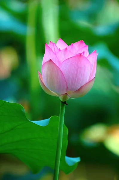 Flor de lótus rosa — Fotografia de Stock