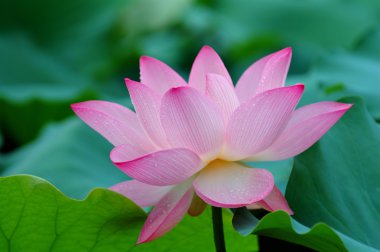 Closeup of blooming lotus flower clipart