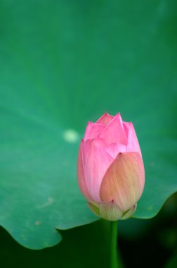 Lotus çiçeği.