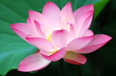 Blooming lotus flower clipart