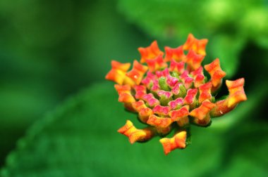 Lantana camara