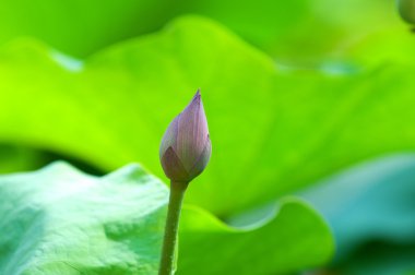 Lotus (bud) çiçeği